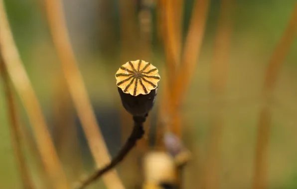 Poppy, dry, seeds