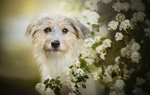 Картинка собака, цветение, боке, Lilly