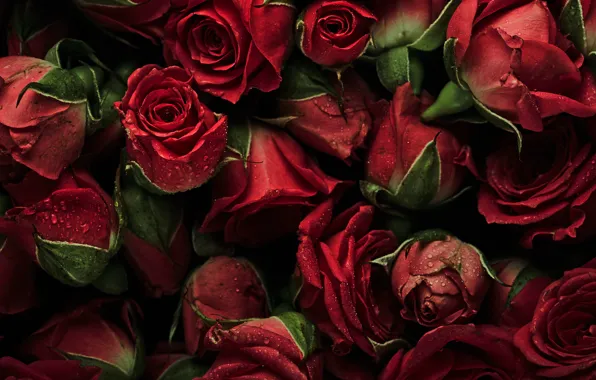 Картинка цветы, фон, розы, красные, red, бутоны, fresh, flowers