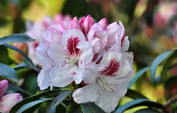 Бело-розовые цветы, flowering shrub, цветущий кустарник, white and pink flowers