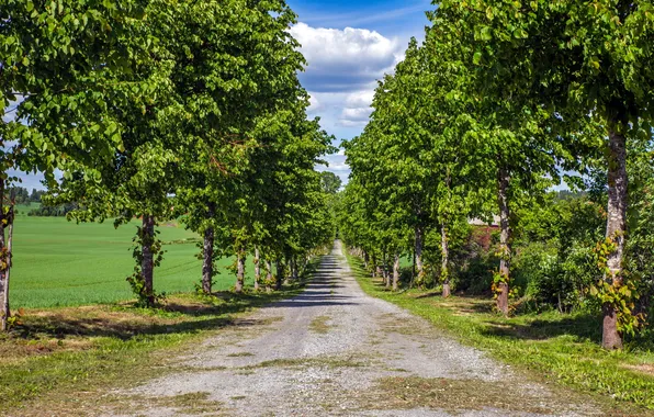 Дорога, деревья, пейзаж