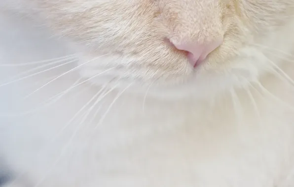 Картинка белый, кот, усы, нос, мордочка