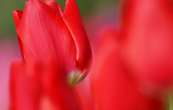 Картинка цветок, красный, тюльпан, фокус