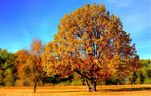 Картинка дерево, краски осени, боке