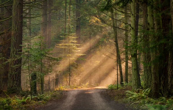 Картинка лес, солнце, свет, деревья