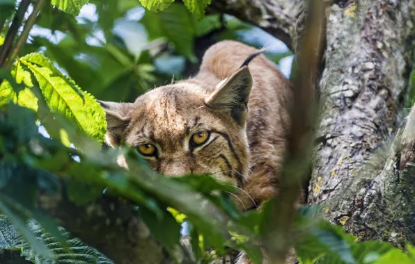 Кошка, глаза, дерево, листва, рысь, ©Tambako The Jaguar