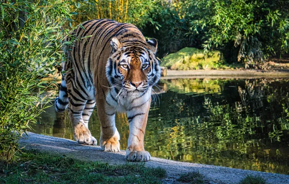 Хищник, большая кошка, природа, прогулка, кусты, тигр, озеро, зелень