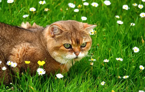 Картинка трава, кот, серьезный