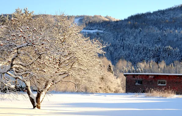 Картинка зима, снег, горы, дерево, сарай, яблоня