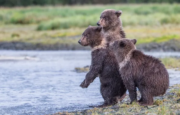 Аляска, заповедник, Katmai National Park, три медвежонка