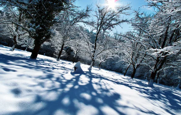 Картинка зима, лес, небо, солнце, снег, деревья, пейзаж, в снегу