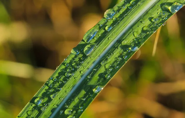 Grass, water, drops