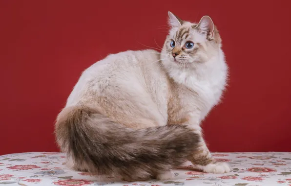 Кошка, кот, взгляд, полоски, поза, серый, милая, мордочка