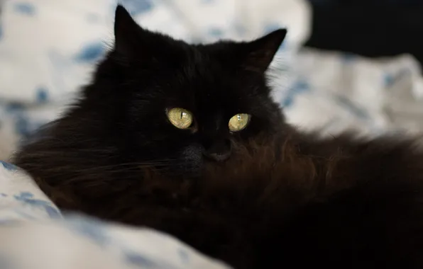 Кошка, кот, взгляд, морда, черный, портрет, постель, лежит