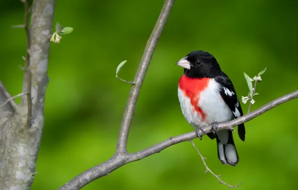 Картинка природа, птица, Красногрудый дубоносовый кардинал