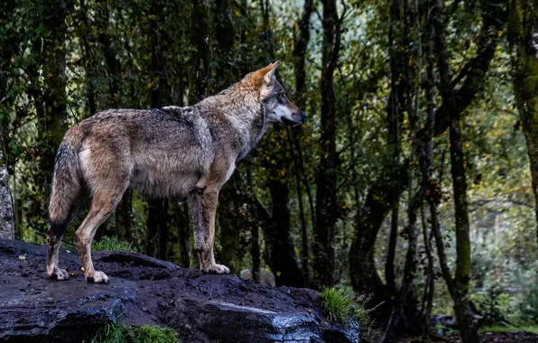 Nature, predator, animal, wolf, wildlife, portrait, portrait., Canis lupus. face