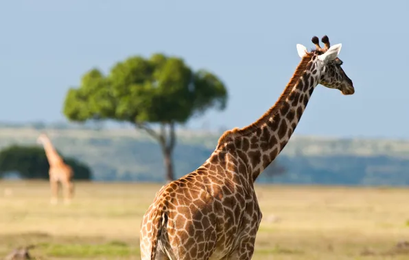 Животные, лето, жара, жирафы, африка, австралия, дикая природа