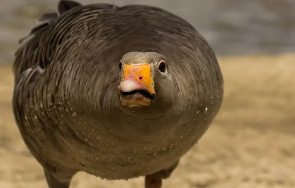 Картинка макро, птица, Greylag Goose