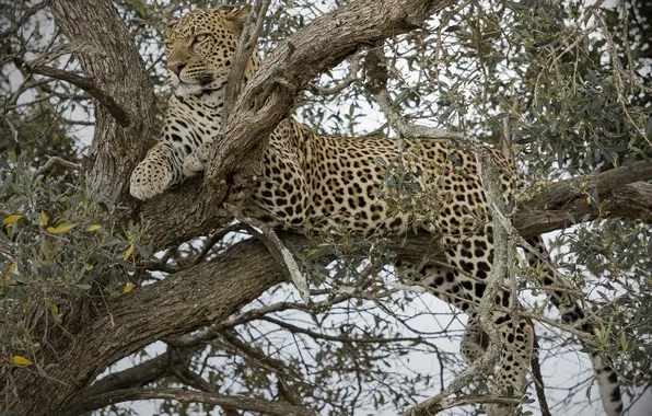 Картинка дерево, отдых, хищник, леопард, дикая кошка