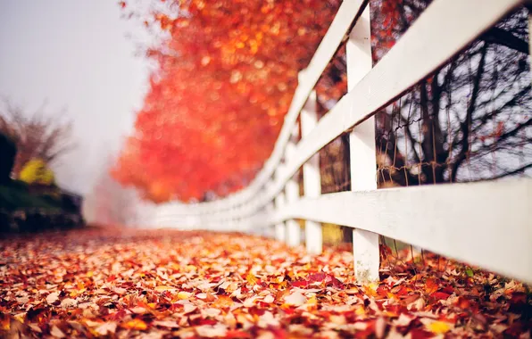 Картинка осень, листья, забор