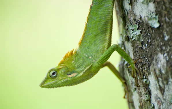 Green, tree, chameleon