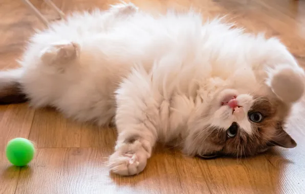 Язык, кошка, кот, взгляд, поза, игра, лапки, шарик