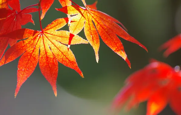 Картинка осень, листья, природа, клен
