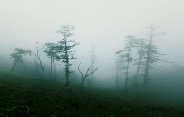 Деревья, природа, туман