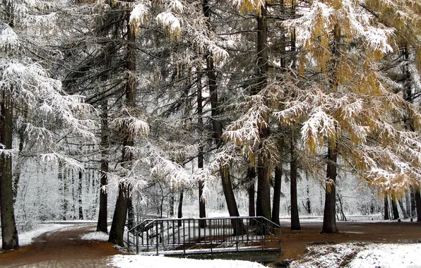 Картинка зима, лес, снег, деревья, мост, природа, парк, ель