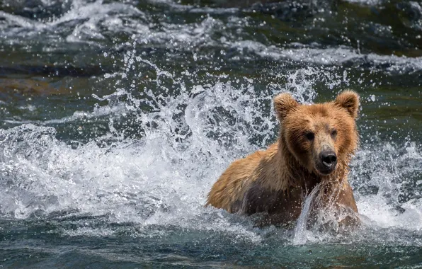 Картинка вода, брызги, река, медведь, Аляска, купание, Alaska, Katmai National Park