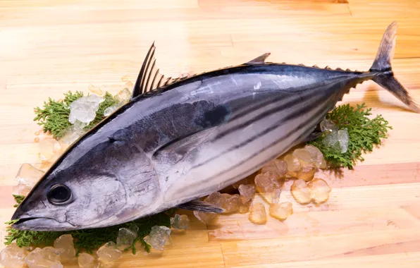 Ice, board, fish