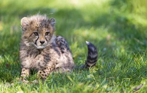 Картинка кошка, трава, тень, гепард, детёныш, котёнок, ©Tambako The Jaguar