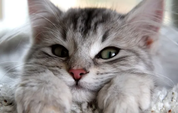 Кошка, глаза, кот, взгляд, котенок, лапы, шерсть, уши