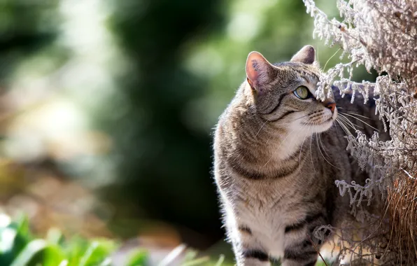 Картинка кошка, лето, глаза, усы, взгляд