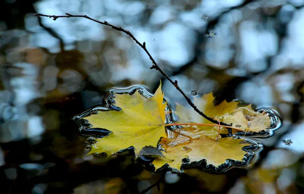 Water, autumn, leaf, fall