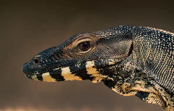 Картинка animal, wildlife, lizard-