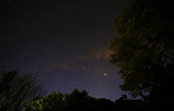 Картинка небо, звезды, деревья, ночь, млечный путь