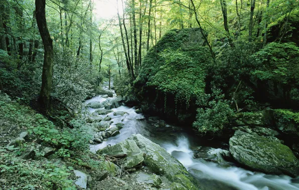 Лес, трава, листья, вода, деревья, ветки, ручей, камни