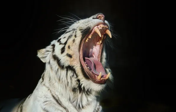 Картинка кошка, морда, пасть, клыки, белый тигр, зевает