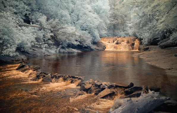 Картинка лес, деревья, река, камни, поток, пороги