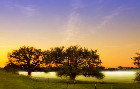 Картинка поле, деревья, природа, туман, утро