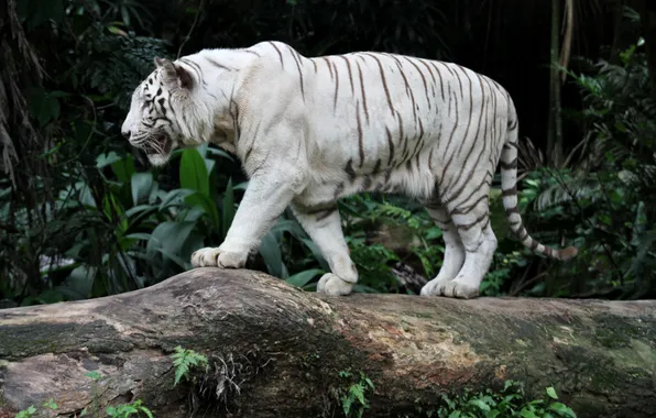 Белый, тигр, хищник, бенгальский