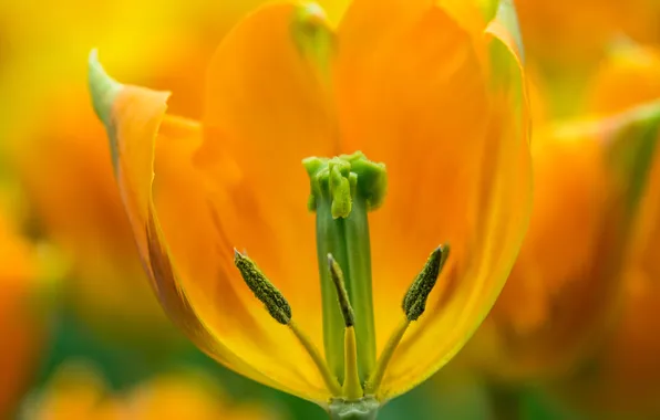 Макро, желтый, тюльпан, весна