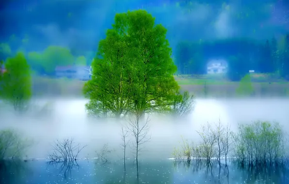 Картинка пейзаж, туман, река, дерево, утро