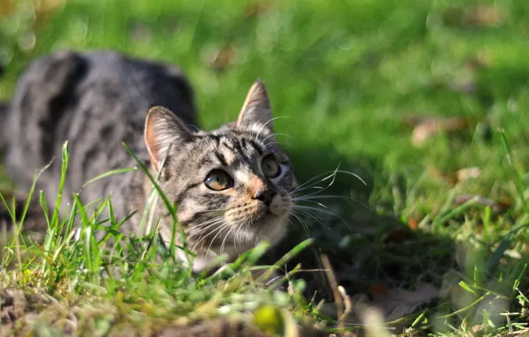 Картинка осень, кошка, кот, поза