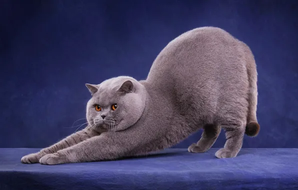 Кошка, кот, взгляд, морда, поза, серый, лапы, потягушки