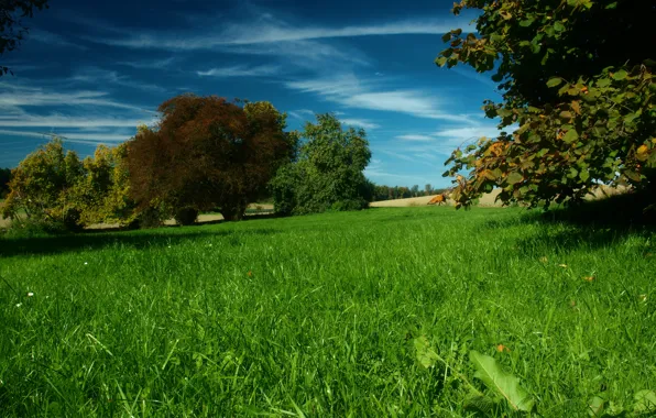 Картинка Трава, Осень, Деревья, луг, Grass, Autumn, Сентябрь, September