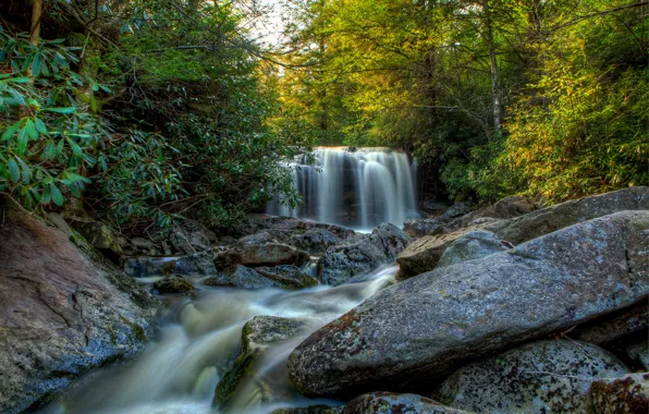 Лес, деревья, ручей, камни, водопад, США, Blackwater Falls State park, Elakala Falls