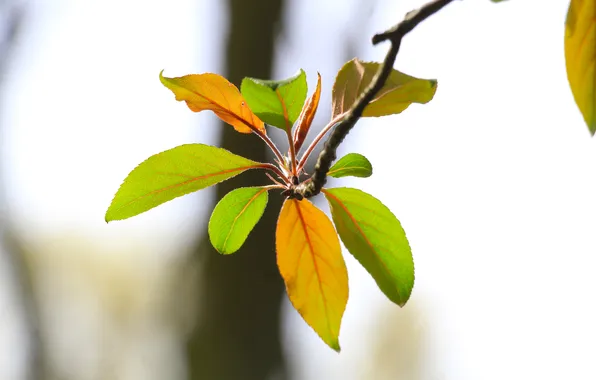 Spring, leaf, twig