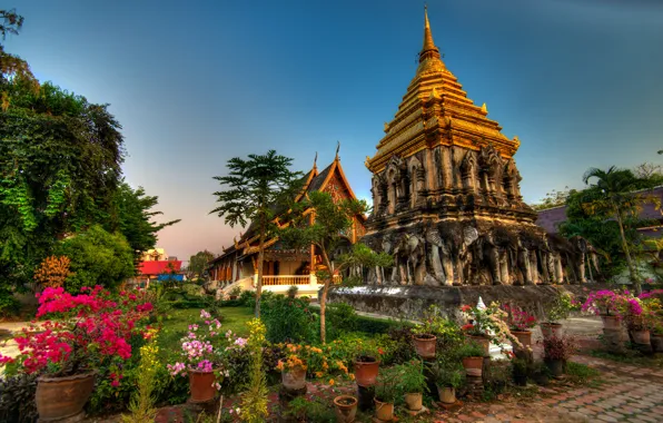 Цветы, Тайланд, Thailand, Chiang Mai, храм Ват Чианг Ман, Wat Chiang Man, Чиангмай